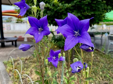 桔梗 風水|【桔梗（キキョウ）の花言葉は怖い？】色別の意味や。